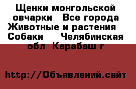 Щенки монгольской овчарки - Все города Животные и растения » Собаки   . Челябинская обл.,Карабаш г.